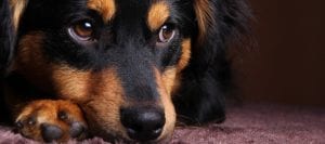 Pet Stain & Odor, Cary, NC