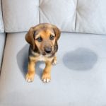 Pet Stain Removal in Cary, North Carolina