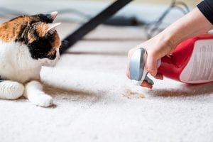 A Beginner’s Guide to Pet Stain and Odor