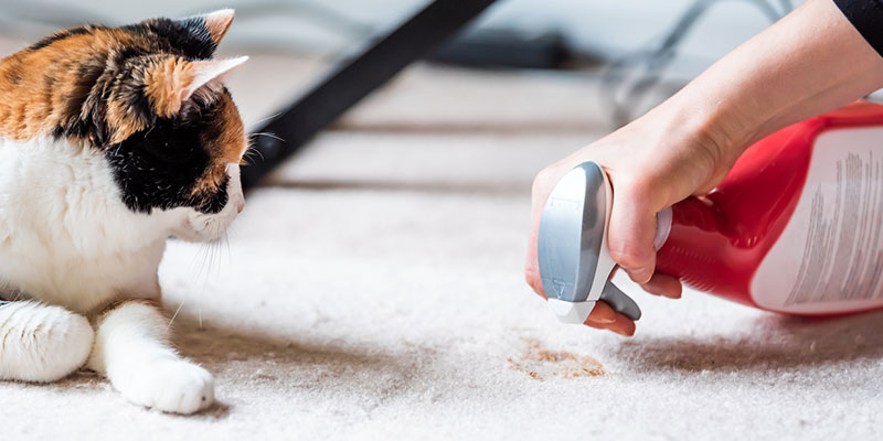 A Beginner’s Guide to Pet Stain and Odor