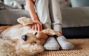 4 Useful Tips to Help With Pet Odor Removal
