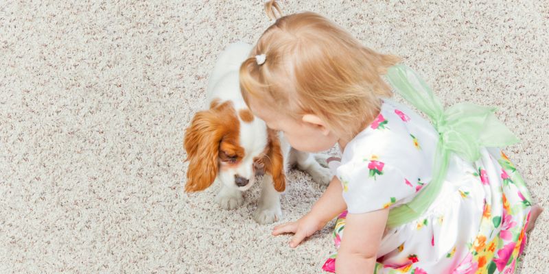 Carpet Cleaning Specials in Clayton, North Carolina