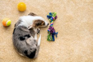 Pet Stain Cleaning: Carpet Shampooing vs. Steam Cleaning