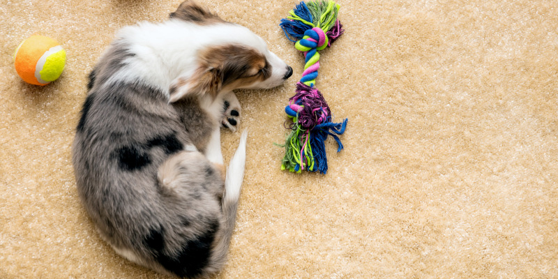 Pet Stain Cleaning: Carpet Shampooing vs. Steam Cleaning
